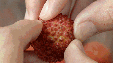 价格下降!夏季水果“顶流”,即将大量上市!很多人佛山爱吃…… 价格下降!夏季水果“顶流”,即将大量上市!很多人佛山爱吃……