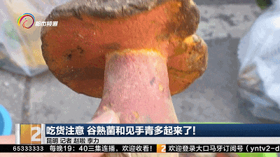 每公斤1000元!云南人爱的这种美味数量多起来了…… 每公斤1000元!云南人爱的这种美味数量多起来了……