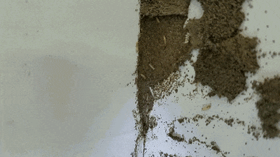 注意！福州已经开始成群出现！应急措施是……