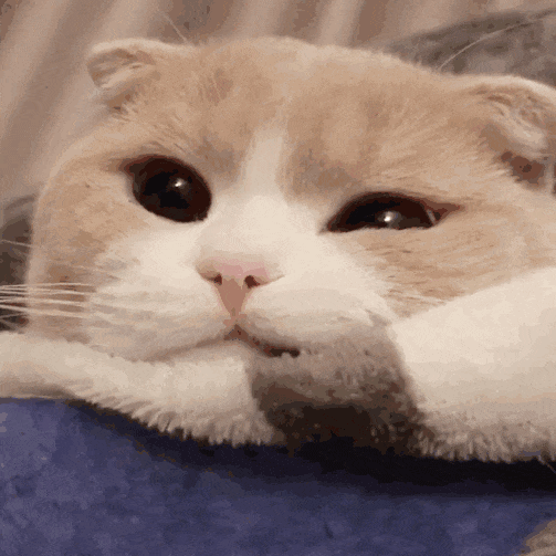 买来刚养一周的小猫,回“喵星”了…… 买来刚养一周的小猫,回“喵星”了……