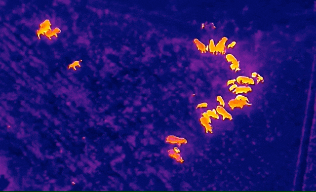 亚洲象热成像，又来了！