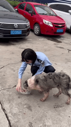 惊了！边牧迷路后竟自己到派出所“报警”
