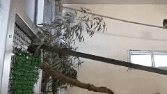 那些送往红山动物园的小家伙们，现在怎么样了？