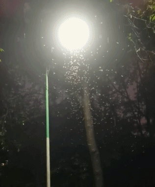 今天仍有雷雨！近期大量出现，广州人请关好门窗