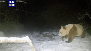 谁说大熊猫只有黑白照？秦岭已发现11次棕色大熊猫