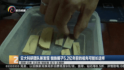 蜘蛛、蝎子5.2亿年前的祖先可能长这样!云大科研团队最新发现...... 蜘蛛、蝎子5.2亿年前的祖先可能长这样!云大科研团队最新发现......