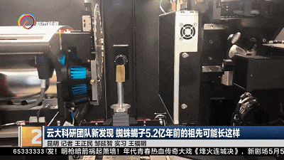 蜘蛛、蝎子5.2亿年前的祖先可能长这样!云大科研团队最新发现...... 蜘蛛、蝎子5.2亿年前的祖先可能长这样!云大科研团队最新发现......