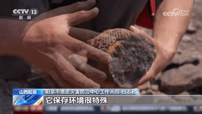 距今3.1亿年！“撞脸”巧克力脆筒