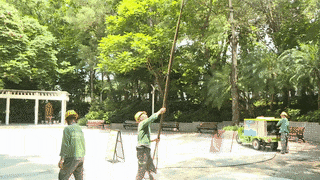 深圳“飘雪”=“会呼吸的痛” ？别担心，公园来帮你清理