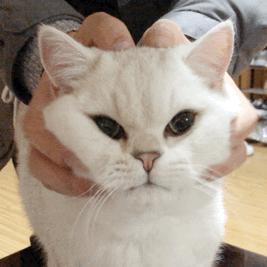 价格狂飙!很多青岛人的最爱,网友直呼:吃不起,真吃不起…… 价格狂飙!很多青岛人的最爱,网友直呼:吃不起,真吃不起……