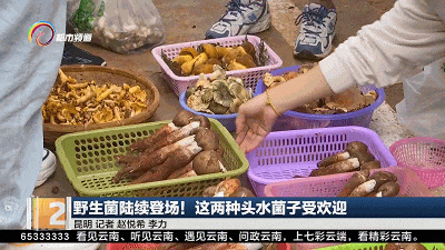 上市1吨以上!价格还会降!云南人看到都笑了…… 上市1吨以上!价格还会降!云南人看到都笑了……