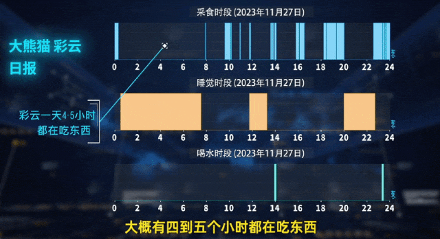 AI养大熊猫？广东“00后”大学生开发“熊脸识别”→