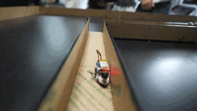 香港环保项目“上新”,与这种虫子有关 香港环保项目“上新”,与这种虫子有关