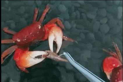 卖疯了！一只不到10元！杭州姑娘凌晨3点还在抢