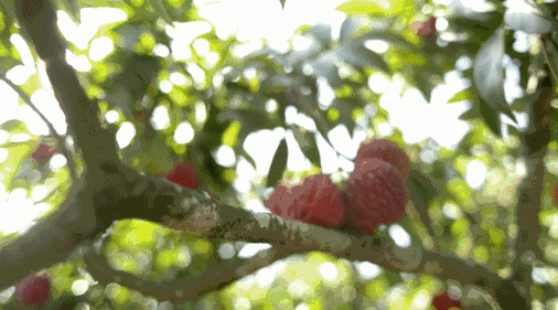 实现“荔枝自由”?我提名四川这里 实现“荔枝自由”?我提名四川这里