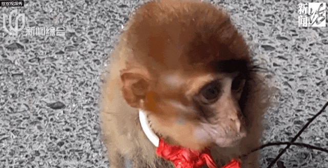 沪一男子林中吹笛,意外一幕出现上海地区十分罕见! 沪一男子林中吹笛,意外一幕出现上海地区十分罕见!