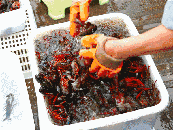 小龙虾的这些部位别再吃了，太多人中招了！