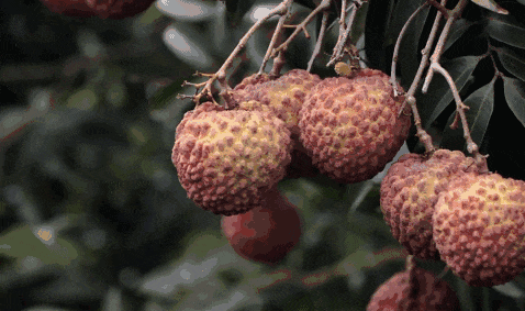 价格暴跌,从70元/斤跌到个位数!很多人爱吃,正大量上市 价格暴跌,从70元/斤跌到个位数!很多人爱吃,正大量上市