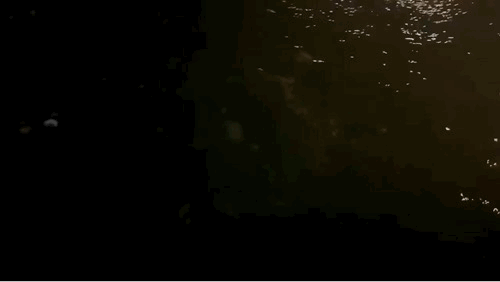 繁星入海！温州多地现“蓝眼泪”景观！