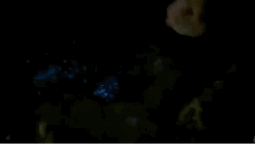 繁星入海！温州多地现“蓝眼泪”景观！