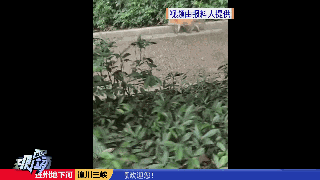 萌翻!小狐狸近距离出现!就在广东这个地方… 萌翻!小狐狸近距离出现!就在广东这个地方…