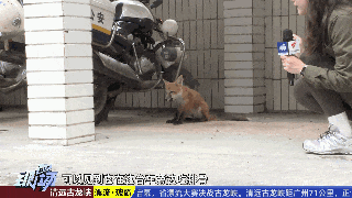 萌翻!小狐狸近距离出现!就在广东这个地方… 萌翻!小狐狸近距离出现!就在广东这个地方…