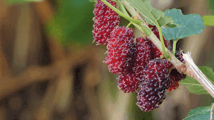芒种，我们吃点啥？