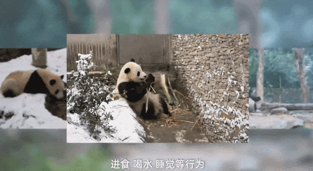 大学生“云”养熊猫,请全校喝“AI鸡汤”! 大学生“云”养熊猫,请全校喝“AI鸡汤”!