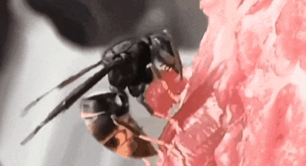 顾客怀疑猪肉被老鼠咬过，店老板直呼冤枉！一查“凶手”竟是它