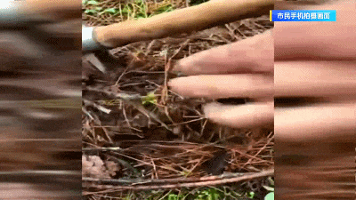 惊不惊喜？昆明捡菌子竟能挖到虫草！是冬虫夏草吗？