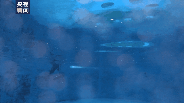 江豚宝宝“F9C24”首次亮相！