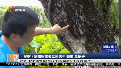 抓一只金龟子奖一元钱,真的假的?昆明大观公园回应来了! 抓一只金龟子奖一元钱,真的假的?昆明大观公园回应来了!