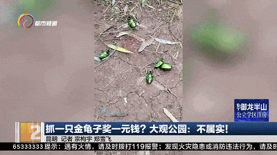 抓一只金龟子奖一元钱,真的假的?昆明大观公园回应来了! 抓一只金龟子奖一元钱,真的假的?昆明大观公园回应来了!