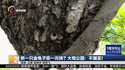 抓一只金龟子奖一元钱,真的假的?昆明大观公园回应来了! 抓一只金龟子奖一元钱,真的假的?昆明大观公园回应来了!