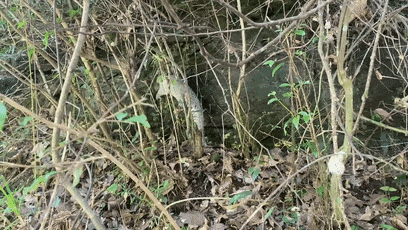 又在福州出现了！中华穿山甲！