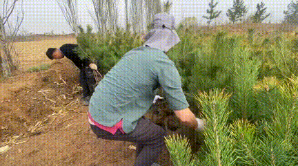 只因多看了她一眼，美国小伙连续10年到内蒙古植树