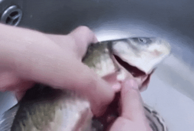 最新研究：会吃鱼的人专挑这种鱼，抗癌又延寿