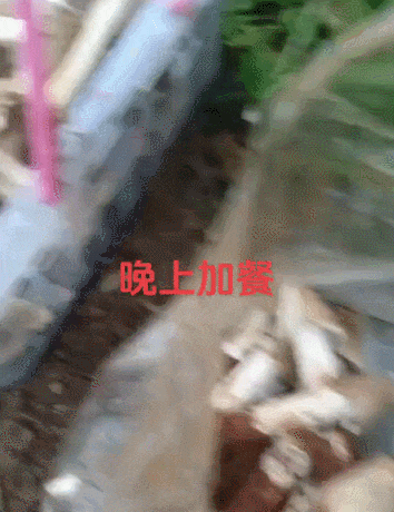 梅雨季杭州正大量出现!紧急提醒:千万不要... 梅雨季杭州正大量出现!紧急提醒:千万不要...