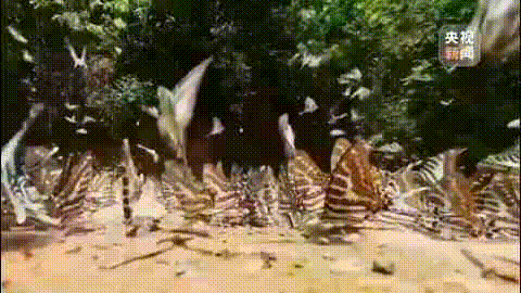 这一幕奇观冲上热搜!上亿只蝴蝶齐飞,真的不是特效... 这一幕奇观冲上热搜!上亿只蝴蝶齐飞,真的不是特效...