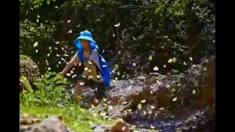 这一幕奇观冲上热搜!上亿只蝴蝶齐飞,真的不是特效... 这一幕奇观冲上热搜!上亿只蝴蝶齐飞,真的不是特效...