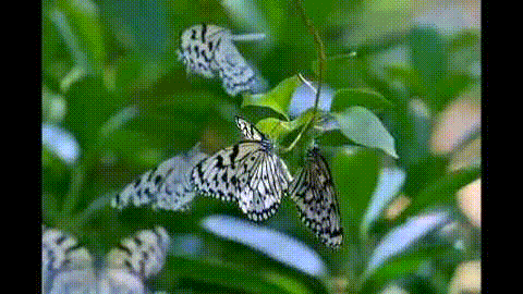 这一幕奇观冲上热搜!上亿只蝴蝶齐飞,真的不是特效... 这一幕奇观冲上热搜!上亿只蝴蝶齐飞,真的不是特效...