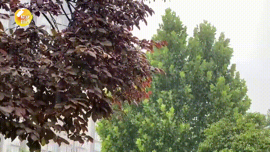 雷暴、短时暴雨将至！刚刚，陕西发布最新预报丨西安全市中雨→