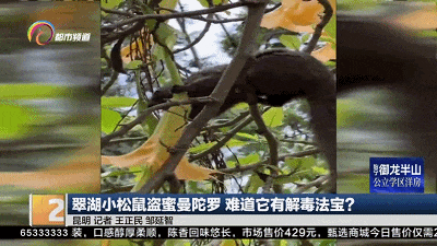 惊人!昆明翠湖小松鼠啃食曼陀罗,难道它有解毒法宝? 惊人!昆明翠湖小松鼠啃食曼陀罗,难道它有解毒法宝?