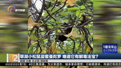 惊人!昆明翠湖小松鼠啃食曼陀罗,难道它有解毒法宝? 惊人!昆明翠湖小松鼠啃食曼陀罗,难道它有解毒法宝?