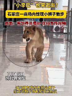 商场内惊现狮子奔跑！网友: "小辛巴"溜达来了…