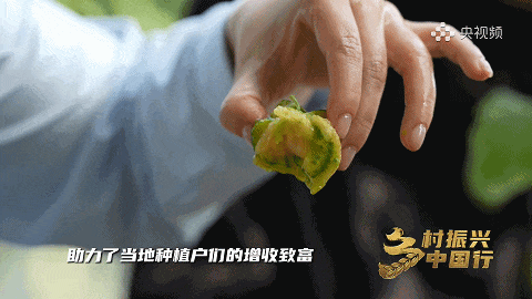 【大医生小厨房】“有内味了！” 可青可甜，它还能治便秘...