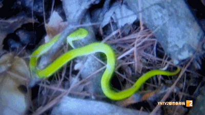 近期患者数量攀升，云南已有近200例！医生紧急提醒……