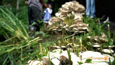 云南的菌子能有多大?这个地方发现直径近1米巨型菌 云南的菌子能有多大?这个地方发现直径近1米巨型菌