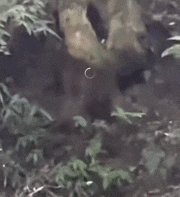 猴子抢食致男孩从高处摔落？峨眉山景区回应→