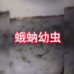 震惊！一只小虫害他摘掉眼球 这些虫子可别再一巴掌呼死